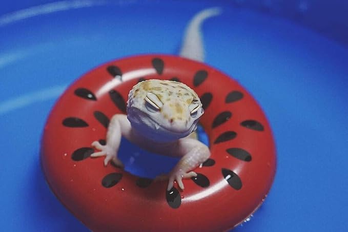 Foldable Pet Pool for Reptiles and Small Animals