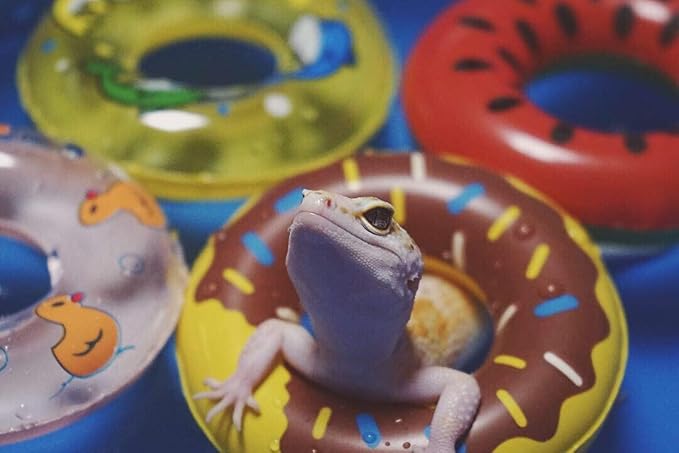 Foldable Pet Pool for Reptiles and Small Animals