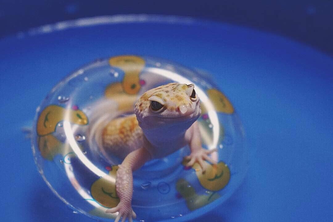 Foldable Pet Pool for Reptiles and Small Animals